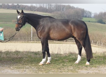 Westfaliano, Caballo castrado, 5 años, 174 cm, Morcillo