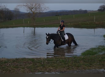 Westfaliano, Caballo castrado, 5 años, 174 cm, Morcillo