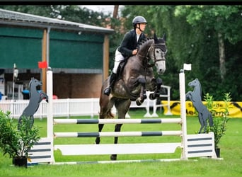 Westfaliano, Caballo castrado, 5 años, 174 cm, Tordillo negro