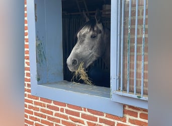 Westfaliano, Caballo castrado, 5 años, 174 cm, Tordillo negro