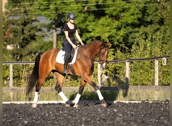 Westfaliano, Caballo castrado, 5 años, 175 cm