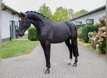 Westfaliano, Caballo castrado, 5 años, 175 cm, Negro