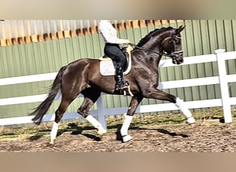 Westfaliano, Caballo castrado, 5 años, 177 cm, Alazán-tostado