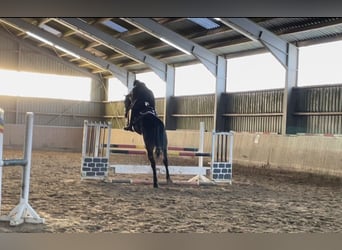 Westfaliano, Caballo castrado, 5 años, 177 cm, Morcillo