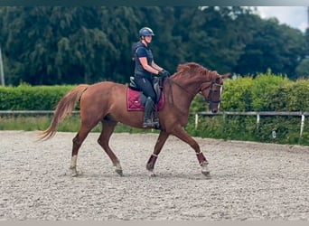Westfaliano, Caballo castrado, 5 años, 178 cm, Alazán