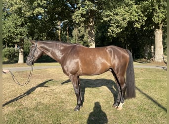 Westfaliano, Caballo castrado, 5 años, 178 cm, Castaño oscuro