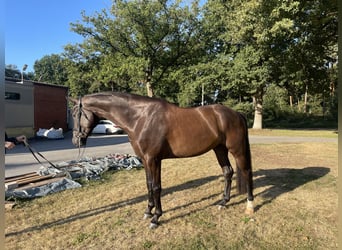 Westfaliano, Caballo castrado, 5 años, 178 cm, Castaño oscuro
