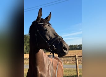 Westfaliano, Caballo castrado, 5 años, 178 cm, Castaño oscuro