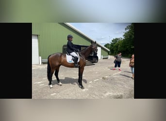 Westfaliano, Caballo castrado, 5 años, 179 cm, Morcillo