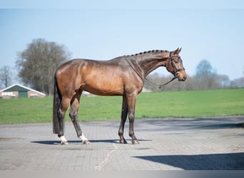 Westfaliano, Caballo castrado, 5 años, 179 cm, Morcillo