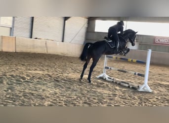 Westfaliano, Caballo castrado, 5 años, 180 cm, Morcillo