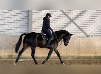 Westfaliano, Caballo castrado, 5 años, 180 cm, Morcillo