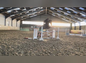 Westfaliano, Caballo castrado, 5 años, 180 cm, Morcillo