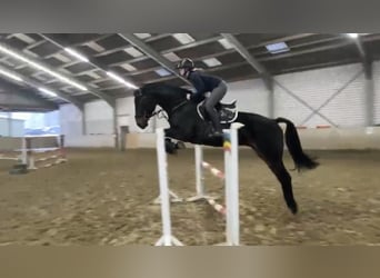 Westfaliano, Caballo castrado, 5 años, 180 cm, Morcillo