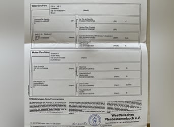 Westfaliano, Caballo castrado, 5 años, 180 cm, Morcillo