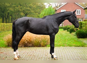 Westfaliano, Caballo castrado, 5 años, 180 cm, Negro