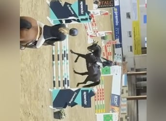 Westfaliano, Caballo castrado, 5 años, 182 cm, Morcillo