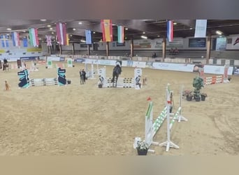 Westfaliano, Caballo castrado, 5 años, 182 cm, Morcillo