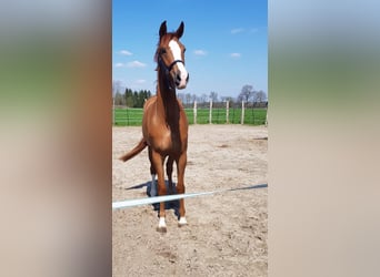 Westfaliano, Caballo castrado, 5 años, 183 cm, Alazán