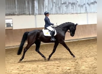 Westfaliano, Caballo castrado, 5 años, 183 cm, Negro