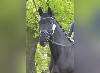 Westfaliano, Caballo castrado, 5 años, 183 cm, Negro