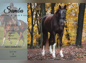 Westfaliano, Caballo castrado, 5 años, 185 cm, Alazán-tostado