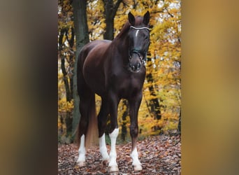 Westfaliano, Caballo castrado, 5 años, 185 cm, Alazán-tostado