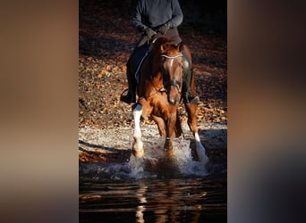 Westfaliano, Caballo castrado, 5 años, 185 cm, Alazán-tostado
