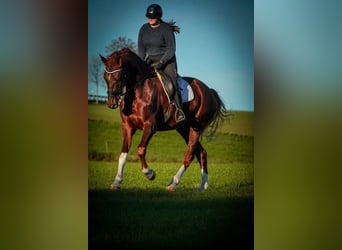 Westfaliano, Caballo castrado, 5 años, 185 cm, Alazán-tostado