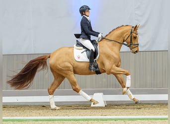 Westfaliano, Caballo castrado, 5 años, Alazán