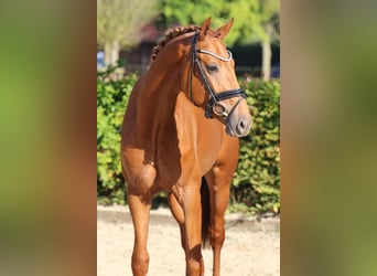 Westfaliano, Caballo castrado, 5 años, Castaño