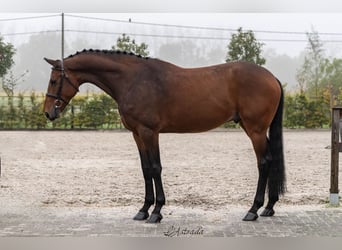 Westfaliano, Caballo castrado, 5 años, Castaño