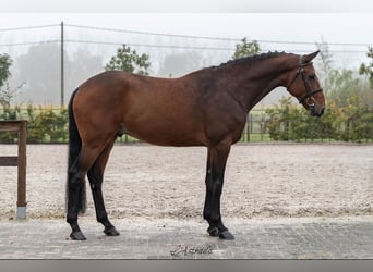 Westfaliano, Caballo castrado, 5 años, Castaño