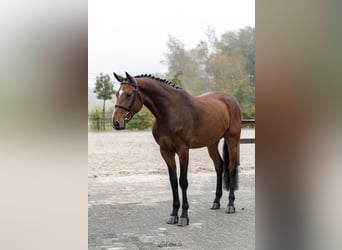 Westfaliano, Caballo castrado, 5 años, Castaño