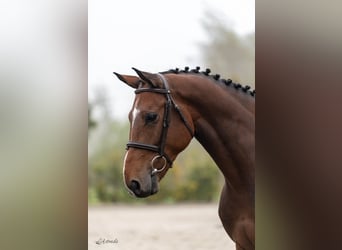 Westfaliano, Caballo castrado, 5 años, Castaño