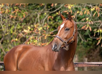 Westfaliano, Caballo castrado, 5 años, Castaño