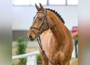 Westfaliano, Caballo castrado, 5 años, Castaño