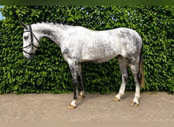 Westfaliano, Caballo castrado, 5 años, Tordo