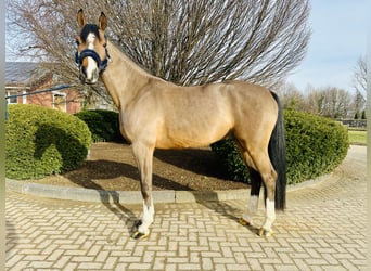 Westfaliano, Caballo castrado, 5 años, Tordo