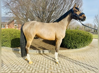 Westfaliano, Caballo castrado, 5 años, Tordo