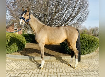 Westfaliano, Caballo castrado, 5 años, Tordo