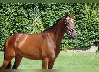 Westfaliano, Caballo castrado, 6 años, 158 cm, Castaño
