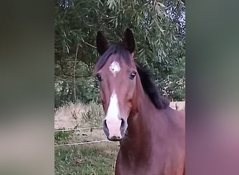 Westfaliano, Caballo castrado, 6 años, 160 cm, Castaño
