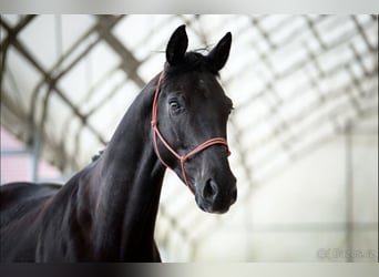 Westfaliano, Caballo castrado, 6 años, 160 cm, Negro