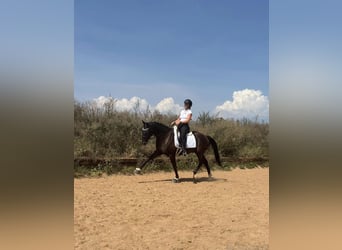 Westfaliano, Caballo castrado, 6 años, 160 cm, Negro