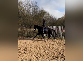 Westfaliano, Caballo castrado, 6 años, 160 cm, Negro