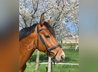 Westfaliano, Caballo castrado, 6 años, 162 cm, Castaño