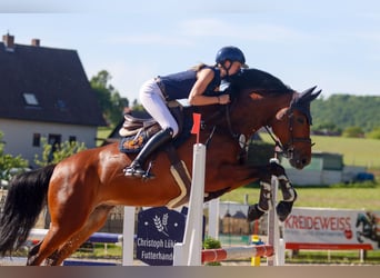 Westfaliano, Caballo castrado, 6 años, 163 cm, Castaño