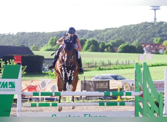 Westfaliano, Caballo castrado, 6 años, 163 cm, Castaño