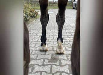 Westfaliano, Caballo castrado, 6 años, 163 cm, Castaño